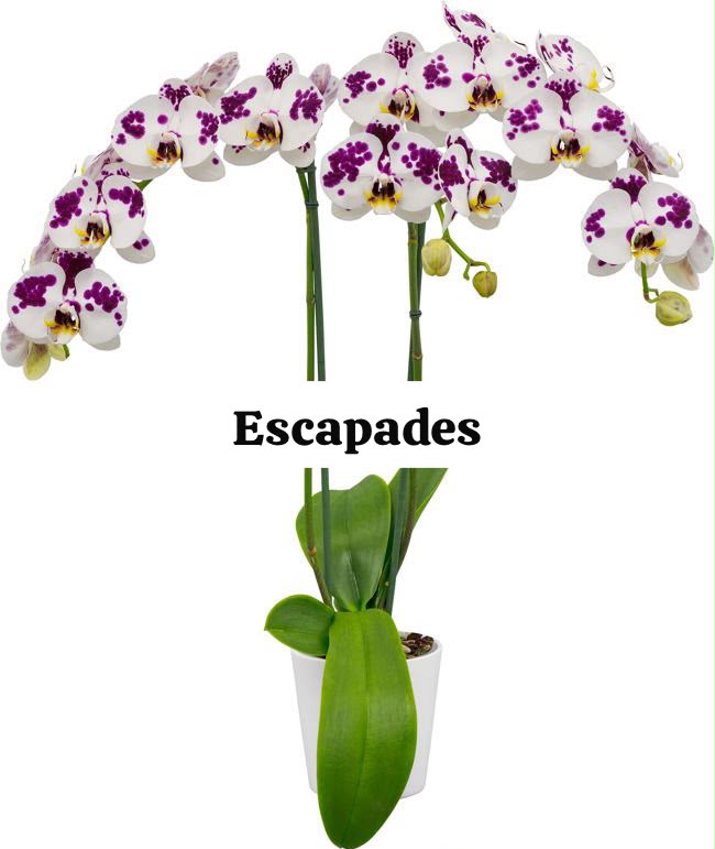 Escapades Phalaenopsis orchid