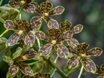Grammatophyllum Pakkret Leo Asgard Orchid Plant Seedling