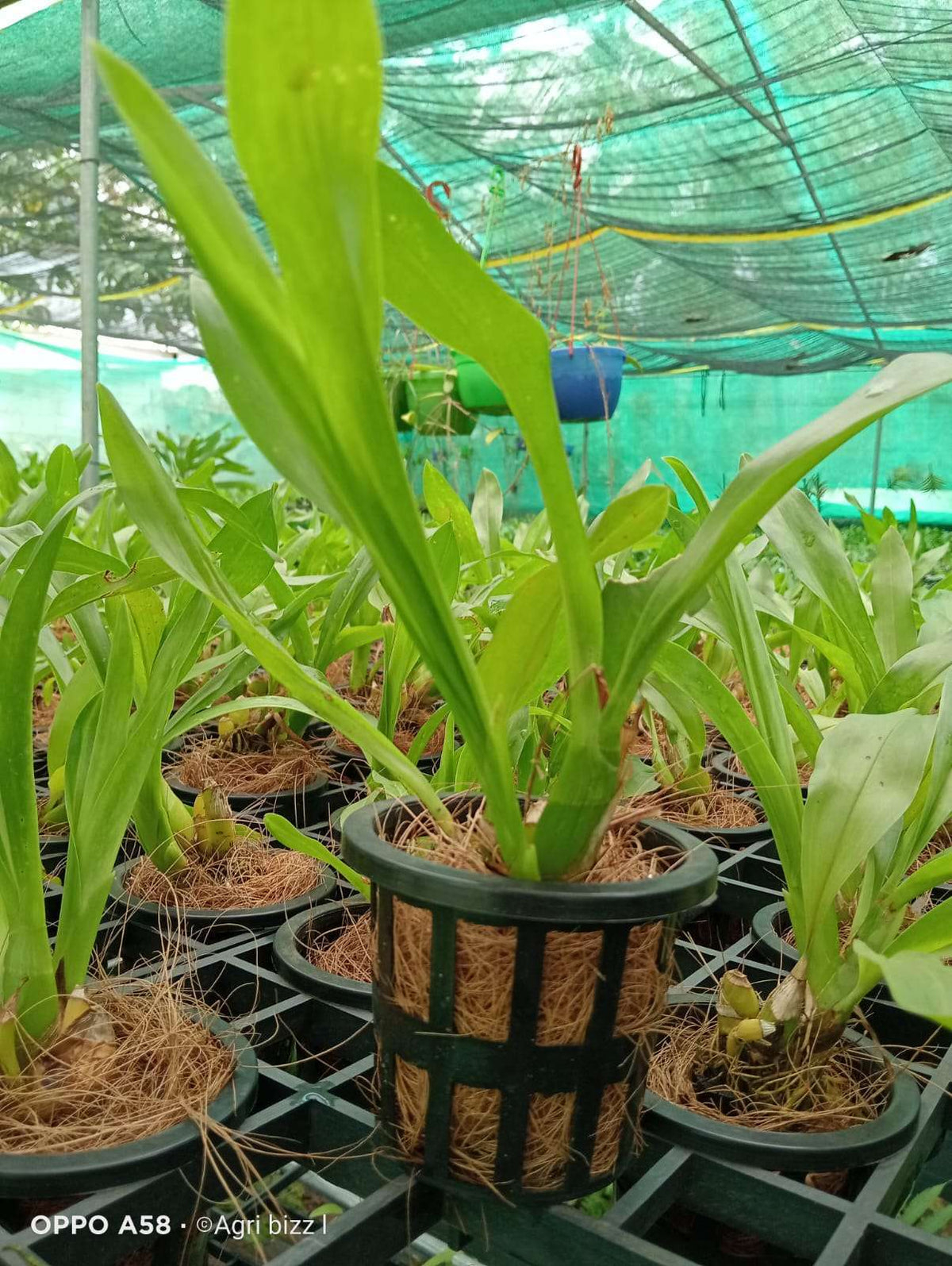 Grammatophyllum-orchid-plant