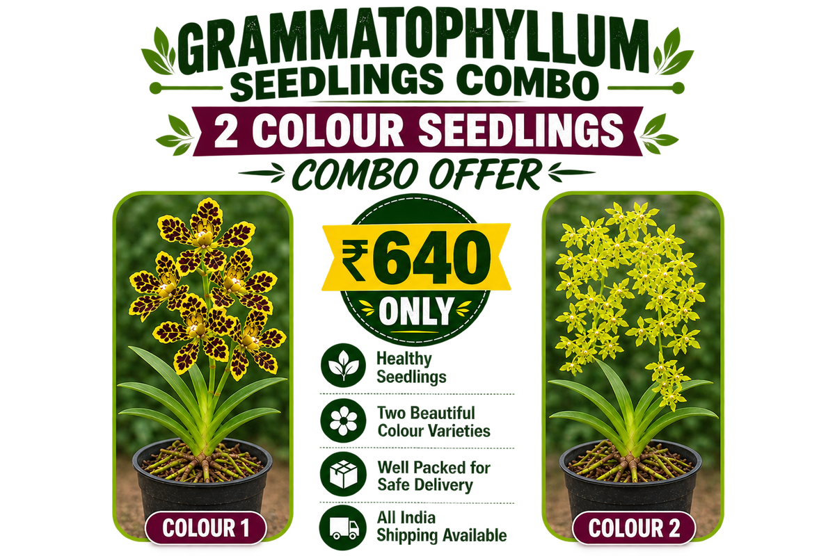 Grammatophyllum Seedlings Combo Offer