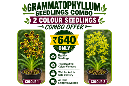 Grammatophyllum Seedlings Combo Offer