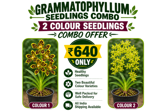 Grammatophyllum Seedlings Combo Offer
