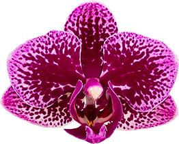 Phalaenopsis Orchid Happy hour Blooming Size