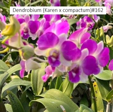 Dendrobium Orchid Karen x compactum Seedling