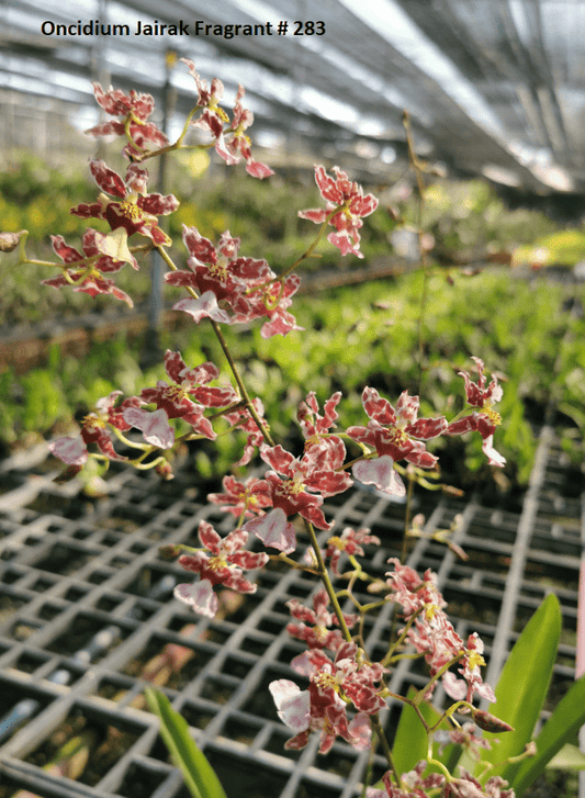 Oncidium Orchid Plant Jairak Fragrant # 283