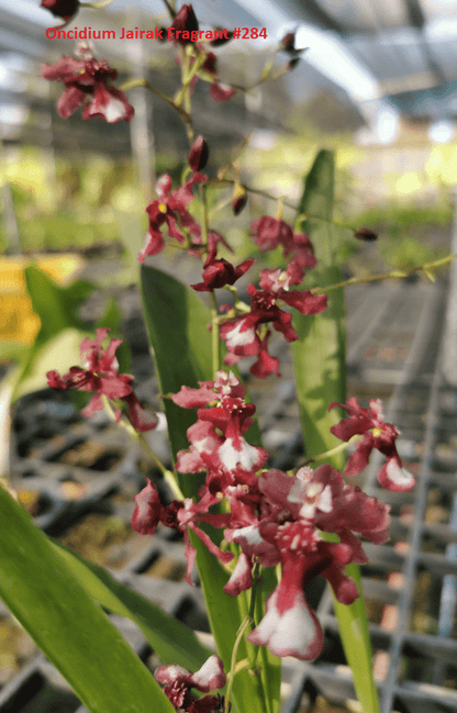 Oncidium orchid plant Jairak Fragrant # 284