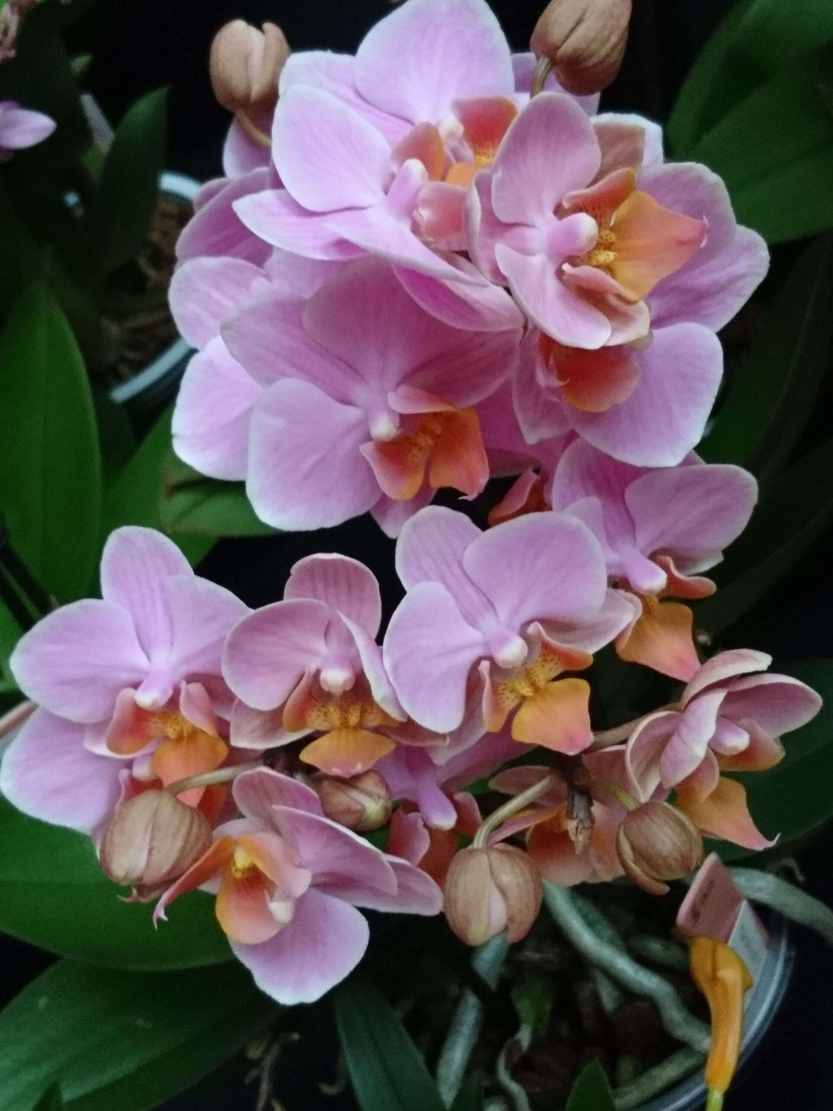 Phalaenopsis Amaglad blooming size orchid