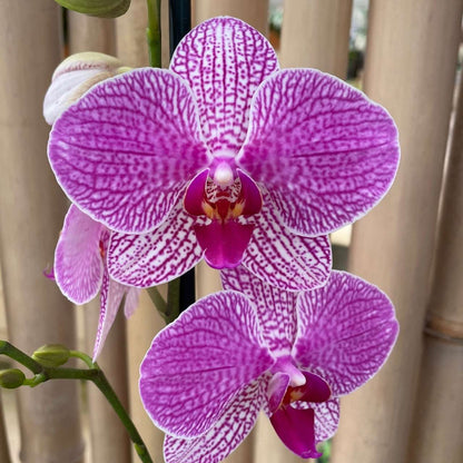 Phalaenopsis Buena blooming size orchid