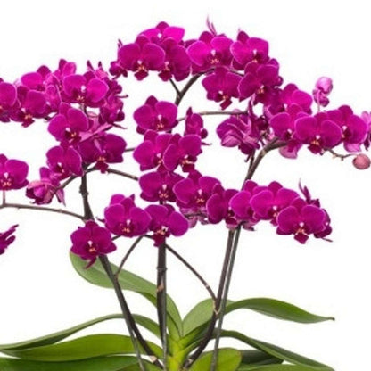 Phalaenopsis Cosy Candy blooming size orchid