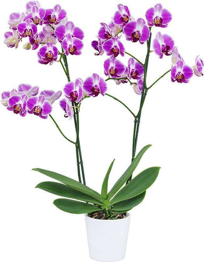 Phalaenopsis Day Tripper blooming size orchid