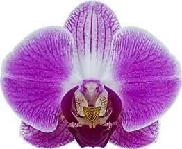 Phalaenopsis Day Tripper orchid flowers