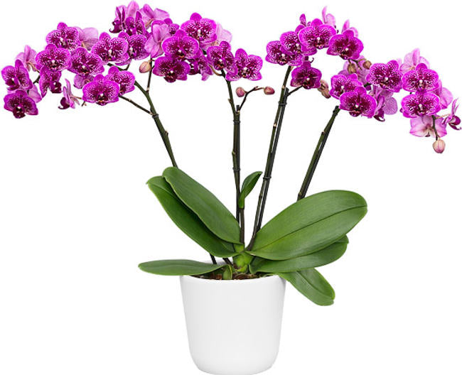 Phalaenopsis Happy Hour blooming size orchid