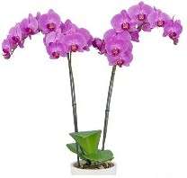 Phalaenopsis Harper Seven blooming size orchid