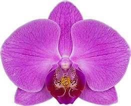 Phalaenopsis Harper Seven orchid flowers