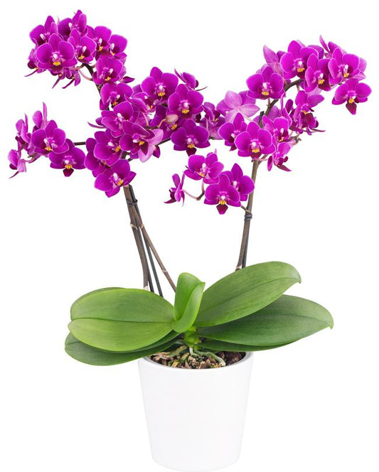 Phalaenopsis Orchid Kissy Lips Blooming Size