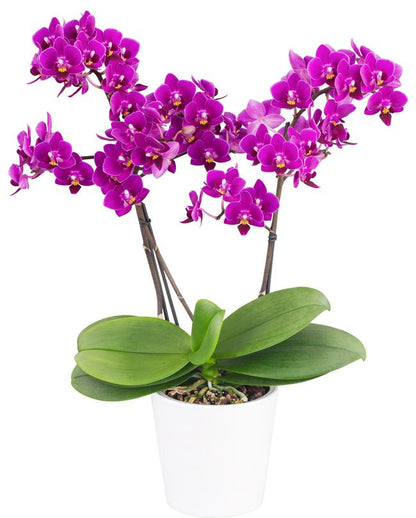 Phalaenopsis Kissy Lips blooming size orchid