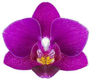 Phalaenopsis Orchid Kissy Lips Blooming Size