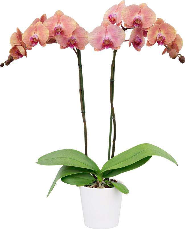 Phalaenopsis Midsummer Night blooming size orchid