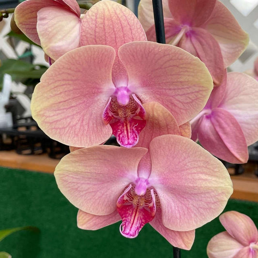 Phalaenopsis Midsummer Night orchid flowers