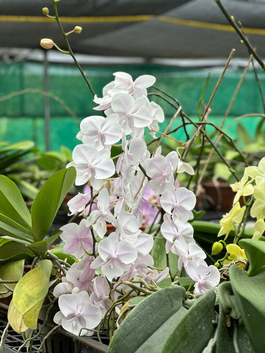 Phalaenopsis Orchid Mother Plant #001