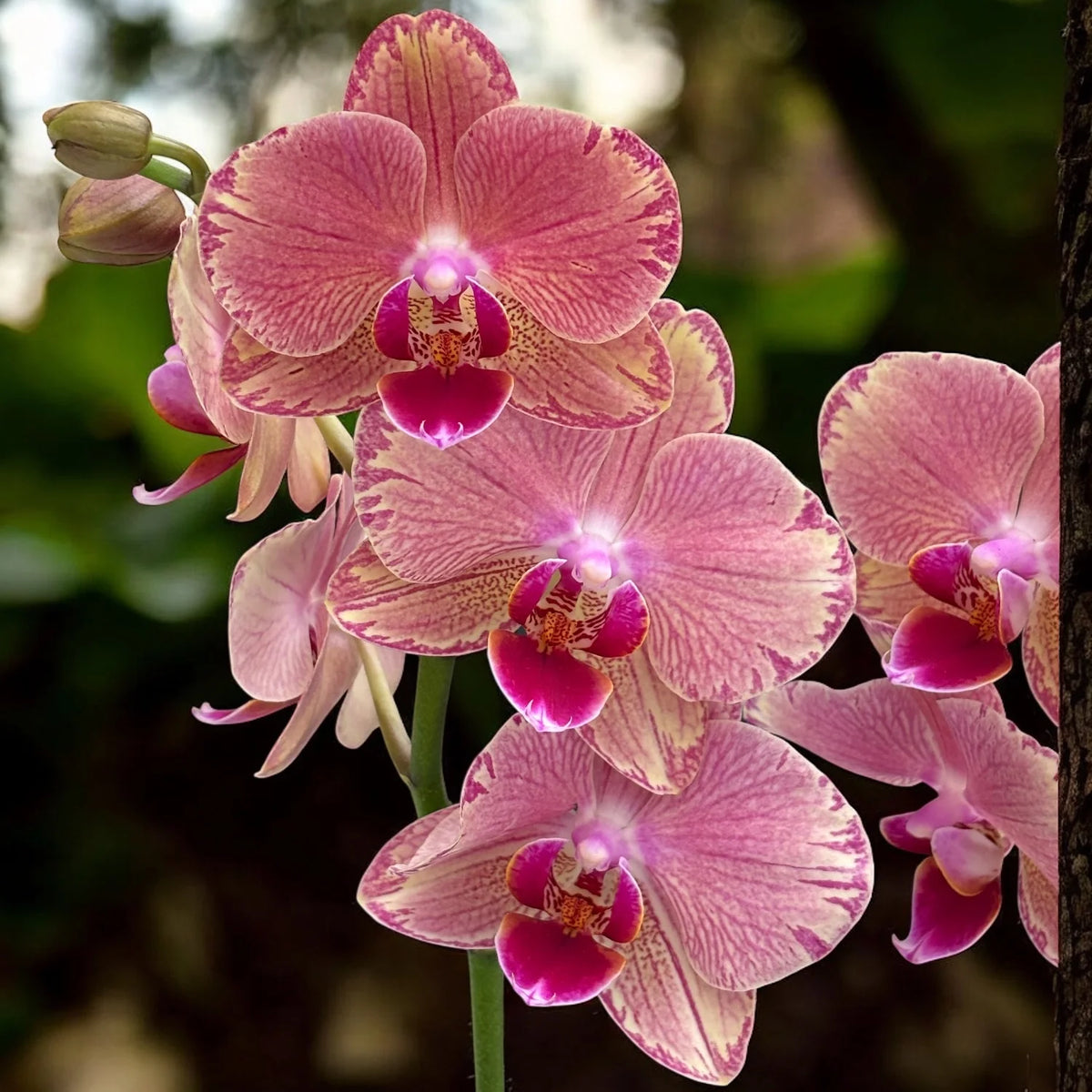 Phalaenopsis Pirate Picotee blooming size orchid