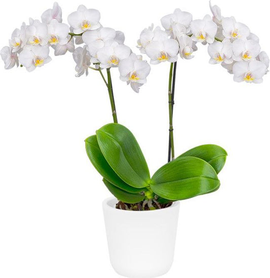 Phalaenopsis Snow Flake blooming size orchid