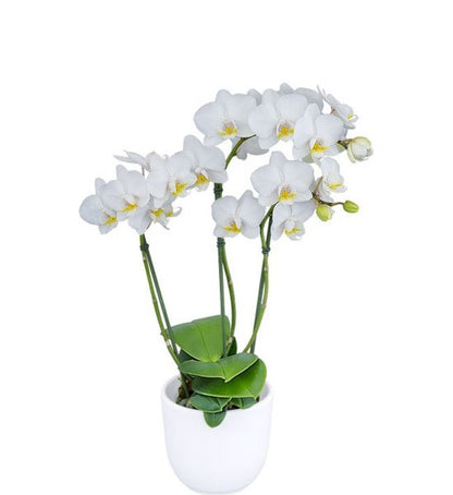 Phalaenopsis Snow Flake orchid flowers