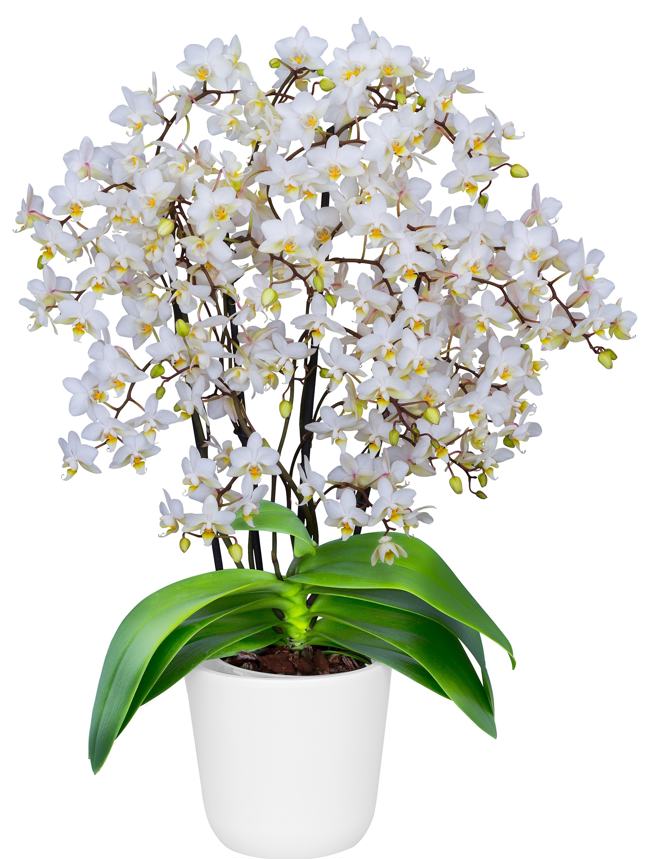 Phalaenopsis Soft Cloud blooming size orchid