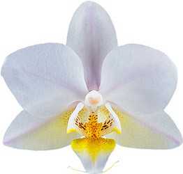 Phalaenopsis Soft Cloud orchid flowers