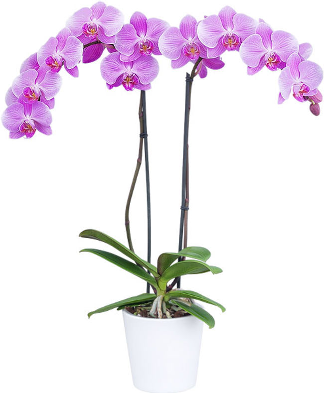 Phalaenopsis Spring Glow blooming size orchid plant