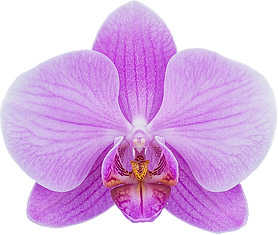 Phalaenopsis Spring Glow pink orchid flowers
