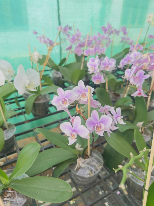 Combo Pack of 4 Colors Phalaenopsis plants with flower