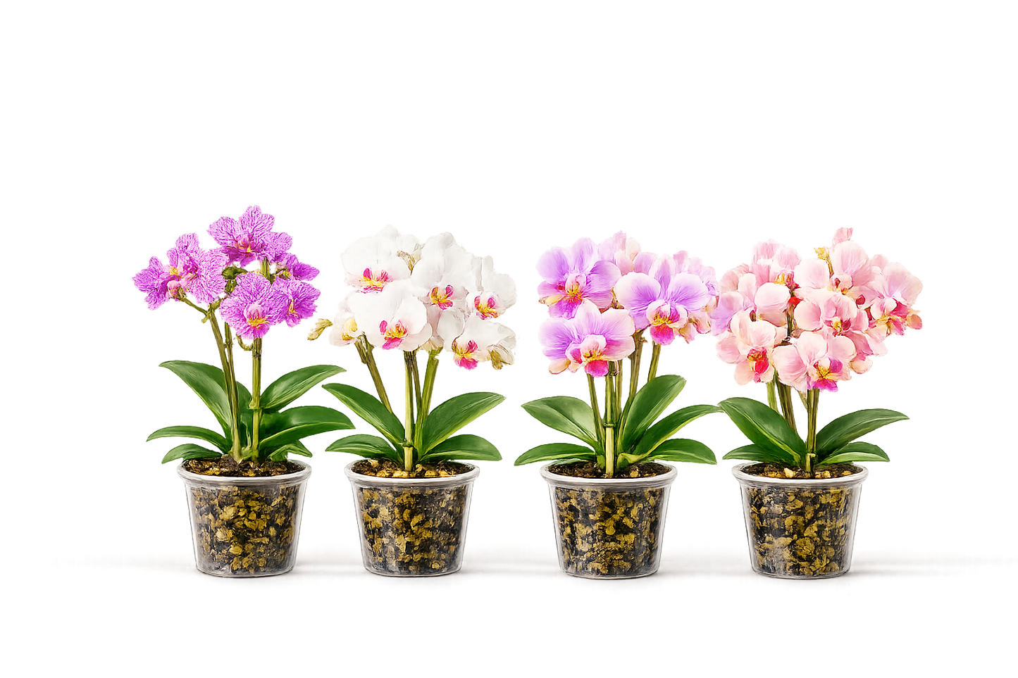 Combo Pack of 4 Colors Phalaenopsis plants with flower