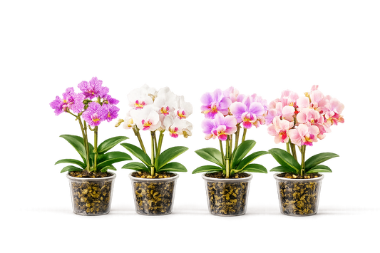 Combo Pack of 4 Colors Phalaenopsis plants with flower