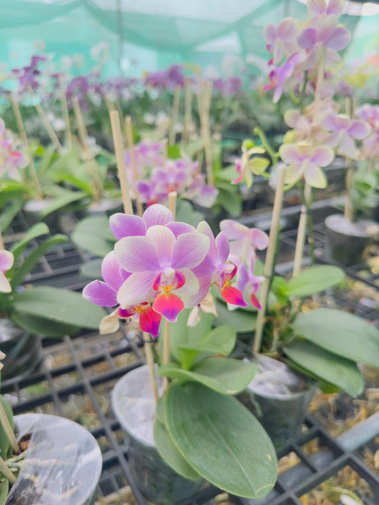 Combo Pack of 2 Colors Phalaenopsis plants with flower