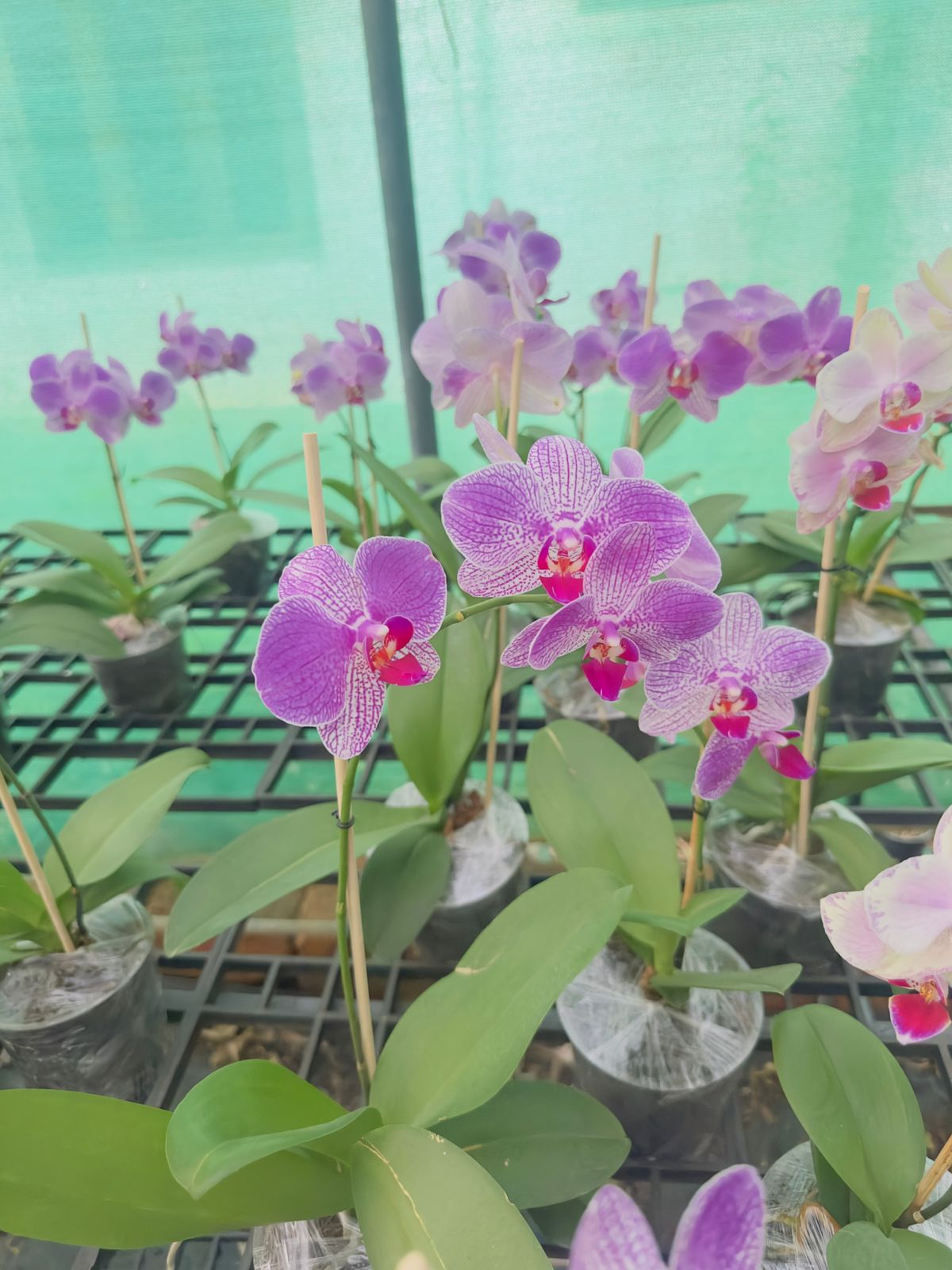 Combo Pack of 4 Colors Phalaenopsis plants with flower