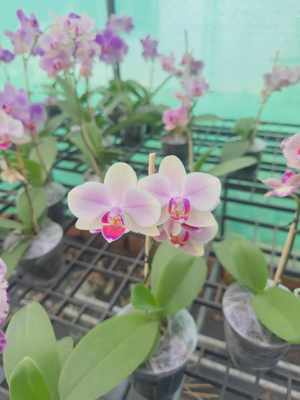 Combo Pack of 4 Colors Phalaenopsis plants with flower