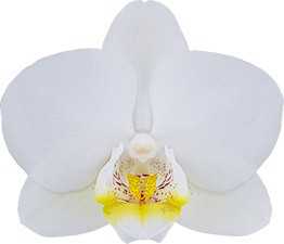 Phalaenopsis Orchid Snow flake Blooming Size