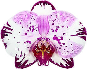 Phalaenopsis Magic Art Seedling size