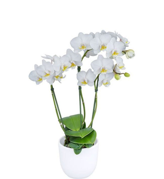 White orchid plant in a white pot on a white background