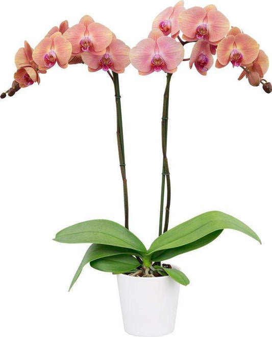 Phalaenopsis Orchid Midsummer night Blooming Size