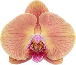 Phalaenopsis Orchid Midsummer night Blooming Size