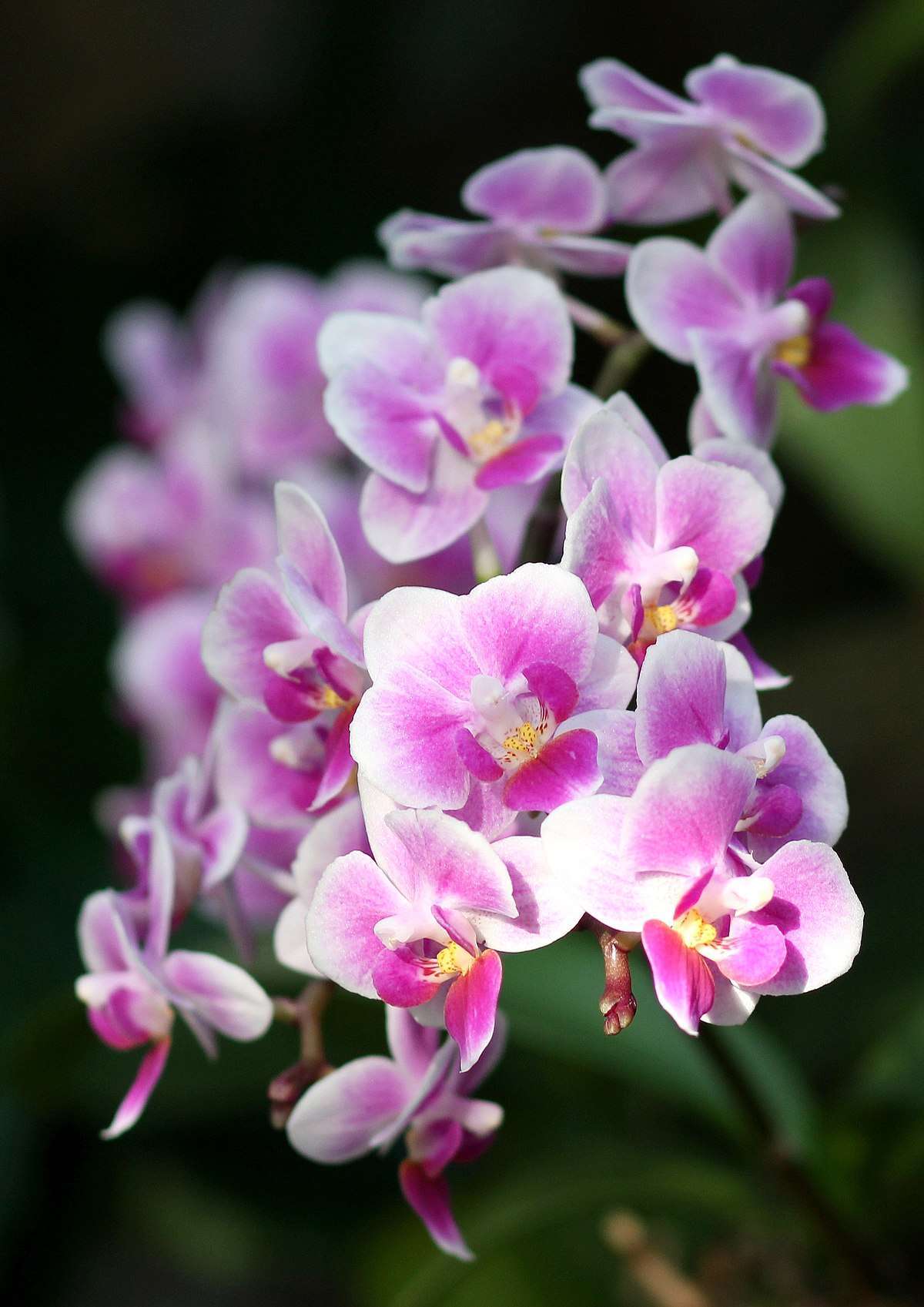 Phalaenopsis Orchid Pixie Blooming Size
