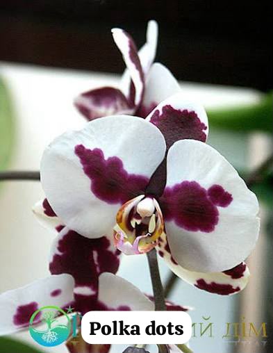 Polka dots Phalaenopsis orchid