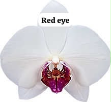 Red eye Phalaenopsis orchid