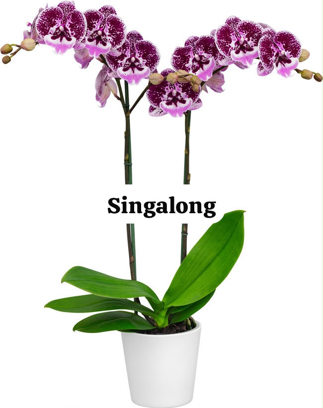 Singalong Phalaenopsis orchid