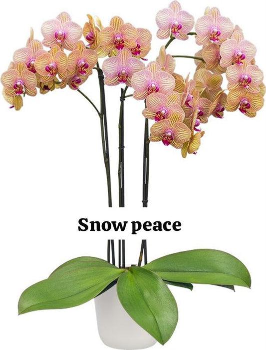 Snow peace Phalaenopsis orchid