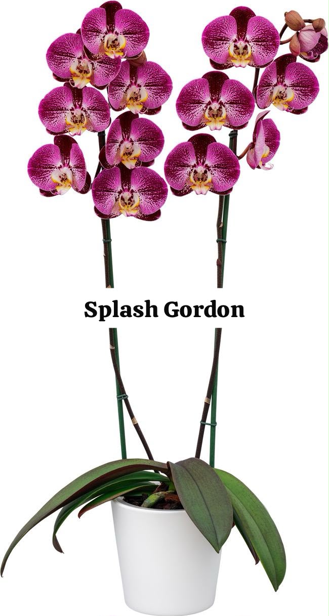 Splash Gordon Phalaenopsis orchid