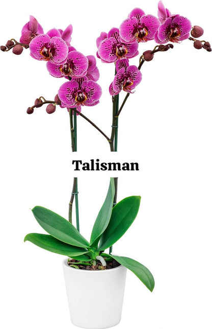 Talisman Phalaenopsis orchid