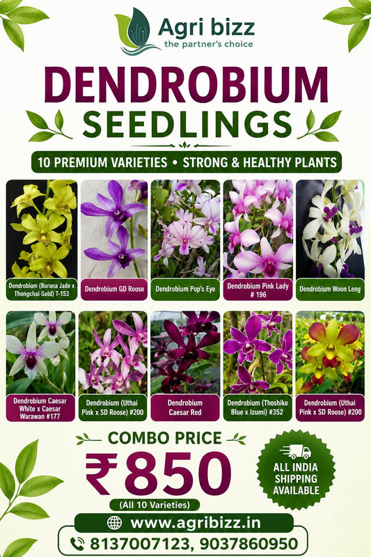 10 Dendrobium seedlings combo